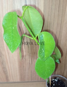 Hoya gigas