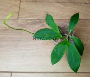 Hoya darwinii