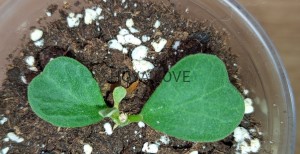 Hoya manipurensis