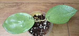 Hoya verticillata silver