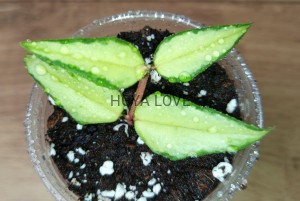 Hoya bella luis bois