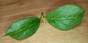 Hoya obscura silver cryptic chrome