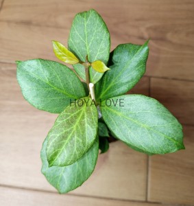 Hoya obscura silver cryptic chrome