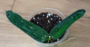 Hoya pandurata splash