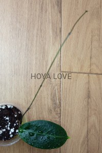 Hoya megalaster