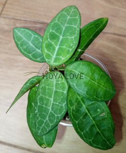 Hoya elliptica