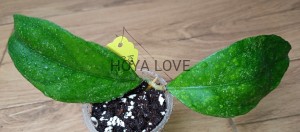 Hoya sp. chicken farm splash