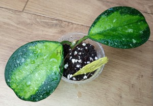 Hoya obovata variegata picta