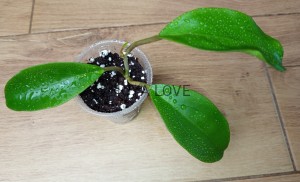 Hoya russell