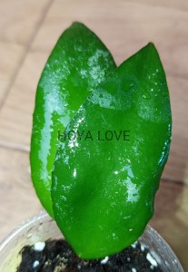 Hoya caudata sumatra
