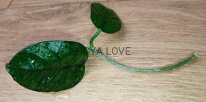Hoya aff. villosa cao dang vietnam
