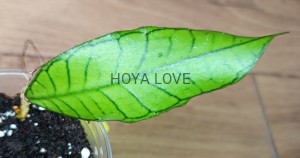 Hoya sp. gunung gading