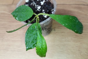 Hoya aff. walliniana UT0152
