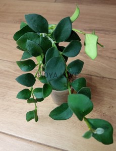 Hoya nummularioides 