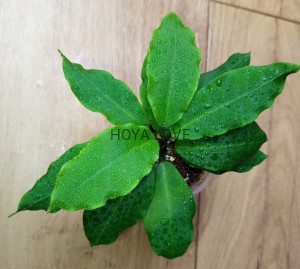 Hoya patricia