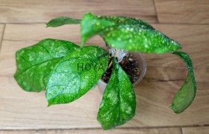Hoya surprise