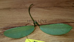 Hoya carnosa Wilbur Graves Silver