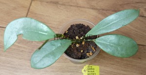 Hoya carnosa Wilbur Graves Silver