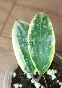 Hoya sp. rangsan albomarginata splash