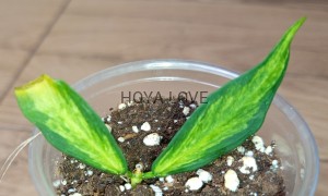 Hoya polyneura inner variegata