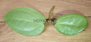 Hoya verticillata silver