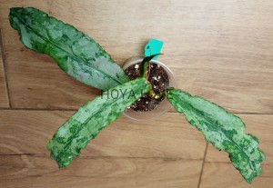 Hoya undulata silver