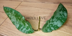 Hoya caudata gold