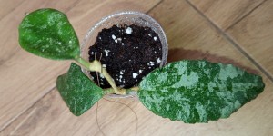Hoya caudata gold