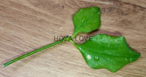 Hoya pseudolittoralis