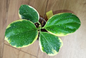 Hoya pachyclada variegata circle leaves