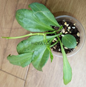 Hoya nicholsoniae new guinea ghost