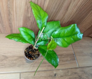 Hoya sp. borneo EPC-972