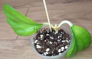 Hoya pachyclada red