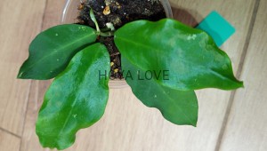 Hoya patricia