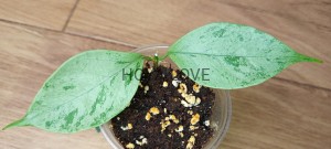  Hoya coriacea silver