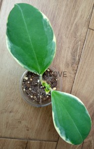 Hoya pachyclada variegata circle leaves