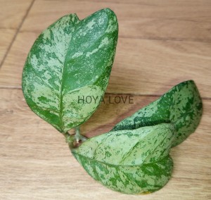 Hoya deykeae Morning Dew