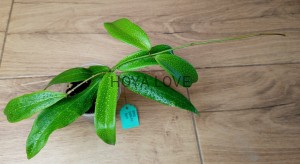 Hoya blashernaezii ssp. siariae red
