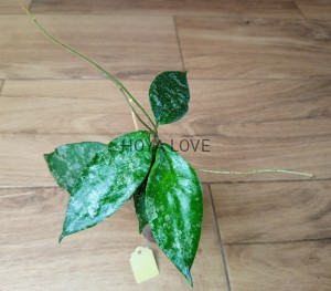 Hoya caudata malaysia