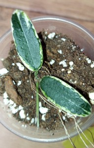 Hoya lyi prism