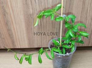Hoya sp. zambales