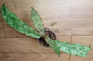 Hoya undulata silver