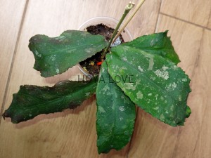 Hoya undulata splash leaves