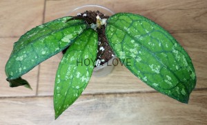 Hoya sp. aceh splash