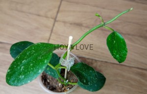 Hoya waymaniae splash