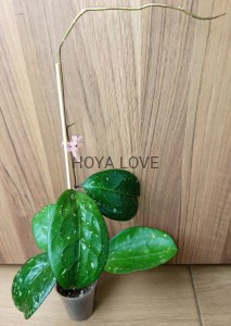 Hoya michele