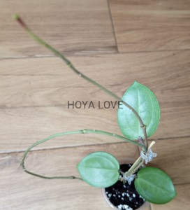 Hoya verticillata silver
