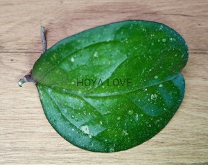 Hoya michele