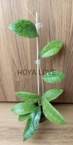 Hoya forbesii silver
