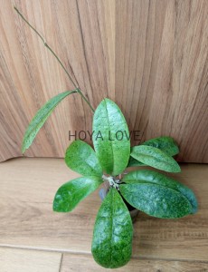 Hoya forbesii silver